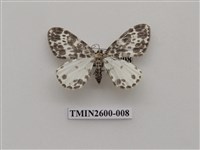 藏品(尺蛾114)的圖片